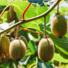 Kiwis - Hayward