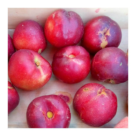 Pêchers - Morton