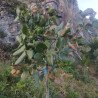 Pistachiers - Peters