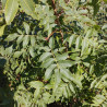 Haies et porte-greffes - Pistachier non comestible