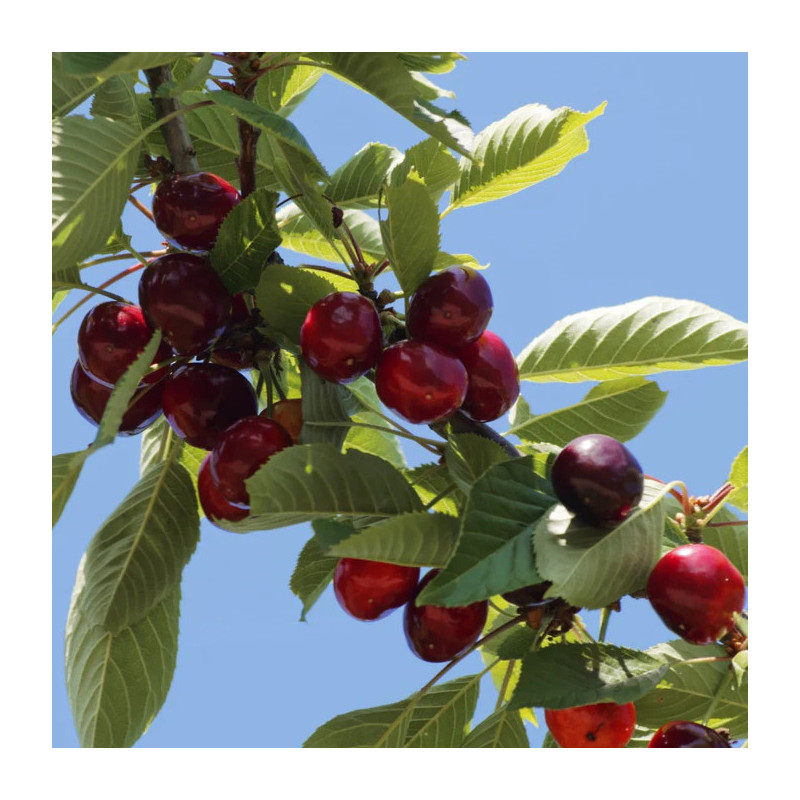 Cerisiers - Griotte de Montmorency