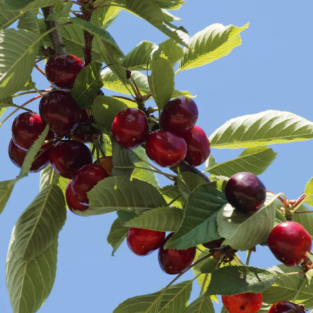 Cerisiers - Griotte de Montmorency