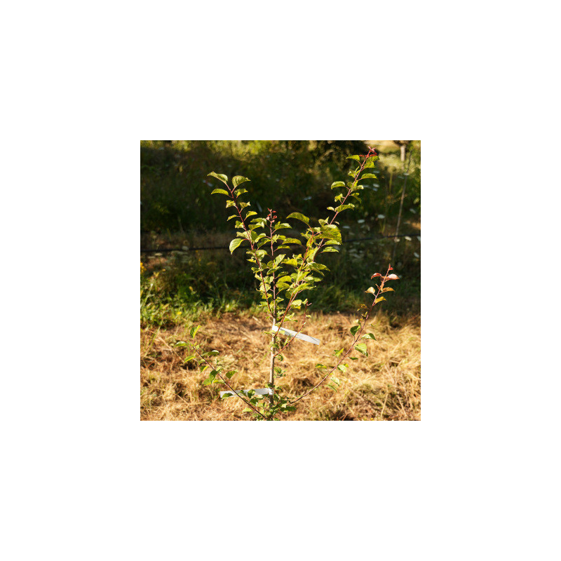 Abricots-prunes - Sélection