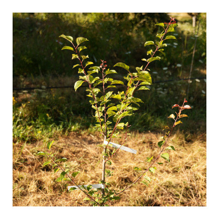 Abricots-prunes - Sélection