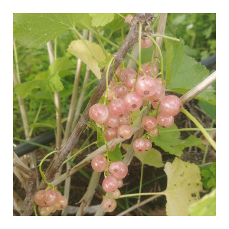 groseilliers à grappes - Gloire des sablons